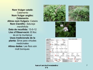 Nom Vulgar català:
          Calamento
    Nom Vulgar anglès:
         Calamento
Altres nom Vulgars: Cataire
  Nom Científic: Satureja
          menthifolia
 Data de recollida: 13-5-12
 Lloc d’Observació: El lloc
      és en la muntanya
  Usos tradicionals de la
 planta: Sirve para virtudes
         medicinales
 Altres dades: Les flors són
        molt boniques




                         Sara García Fernández   7
                                  1ºB
 