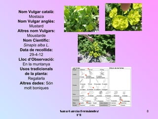 Nom Vulgar català:
      Mostaza
Nom Vulgar anglès:
       Mustard
Altres nom Vulgars:
     Moustarde
   Nom Científic:
   Sinapis alba L.
 Data de recollida:
       29-4-12
Lloc d’Observació:
   En la muntanya
 Usos tradicionals
    de la planta:
      Regalarla
 Altres dades: Són
    molt boniques




                      Sara García Fernández   8
                               1ºB
 