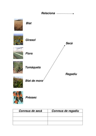 Relaciona


    Blat




    Girasol
                               Secà


    Flors



    Tomàquets

                               Regadiu

    Blat de moro




    Prèssec



Conreus de secà       Conreus de regadiu
 
