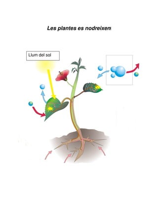 Les plantes es nodreixenl



Llum del sol
 
