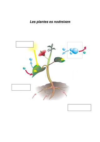 Les plantes es nodreixenl
 