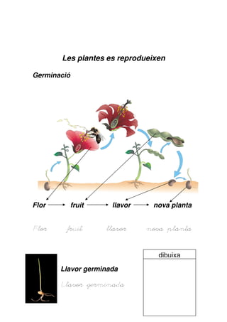 Les plantes es reprodueixen

Germinació




Flor         fruit    llavor    nova planta


Flor     fruit       llavor    nova planta


                                  dibuixa

       Llavor germinada

       Llavor
       Llavor germinada
 