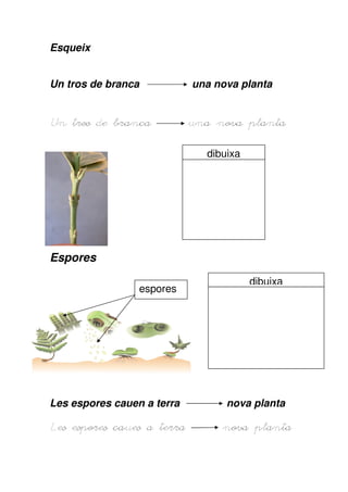 Esqueix


Un tros de branca           una nova planta


Un tros de branca           una nova planta

                              dibuixa




Espores

                                        dibuixa
                 espores




Les espores cauen a terra         nova planta

Les espores caues a terra        nova planta
 
