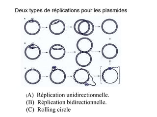 (A) Réplication unidirectionnelle.
(B) Réplication bidirectionnelle.
(C) Rolling circle
 
