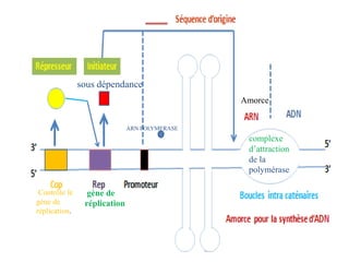 gène de
réplication
sous dépendance
Contrôle le
gène de
réplication.
ARN POLYMERASE
Amorce
complexe
d’attraction
de la
polymérase
 