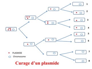 1
2
3
4
5
6
7
8
PLASMIDE
Chromosome
Curage d’un plasmide
 