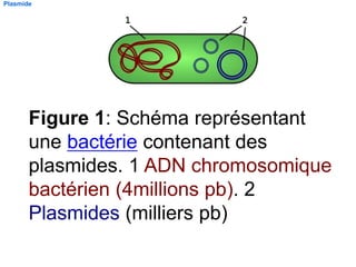 Plasmide
Figure 1: Schéma représentant
une bactérie contenant des
plasmides. 1 ADN chromosomique
bactérien (4millions pb). 2
Plasmides (milliers pb)
 