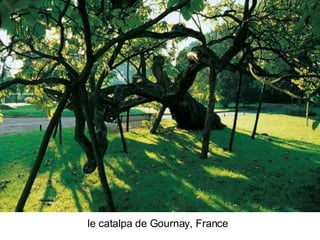 Les Plus Beaux Arbres Du Monde