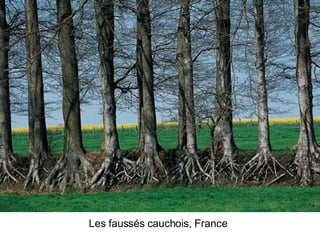 Les Plus Beaux Arbres Du Monde