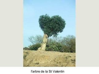 Les Plus Beaux Arbres Du Monde