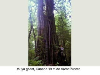 Les Plus Beaux Arbres Du Monde