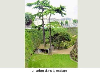Les Plus Beaux Arbres Du Monde