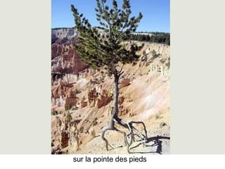 Les Plus Beaux Arbres Du Monde