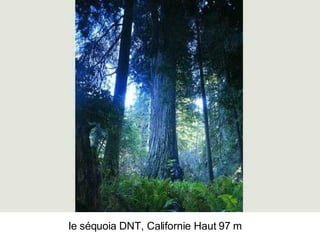 Les Plus Beaux Arbres Du Monde