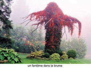 Les Plus Beaux Arbres Du Monde