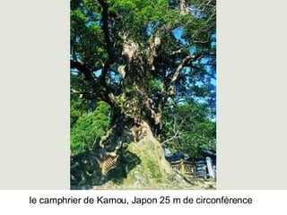 Les Plus Beaux Arbres Du Monde