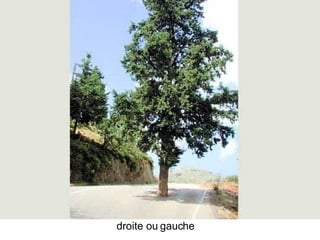 Les Plus Beaux Arbres Du Monde