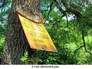 Les Plus Beaux Arbres Du Monde