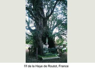 Les Plus Beaux Arbres Du Monde