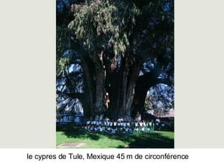 Les Plus Beaux Arbres Du Monde