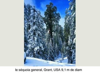 Les Plus Beaux Arbres Du Monde