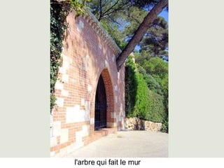 Les Plus Beaux Arbres Du Monde