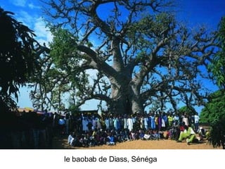 Les Plus Beaux Arbres Du Monde