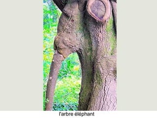 Les Plus Beaux Arbres Du Monde