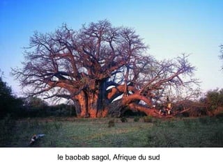 Les Plus Beaux Arbres Du Monde