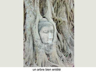 Les Plus Beaux Arbres Du Monde