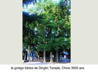 Les Plus Beaux Arbres Du Monde