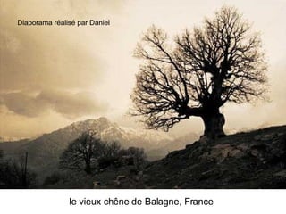 Les Plus Beaux Arbres Du Monde