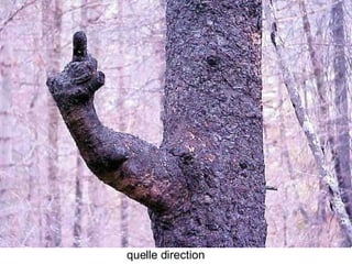 Les Plus Beaux Arbres Du Monde