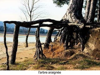 Les Plus Beaux Arbres Du Monde