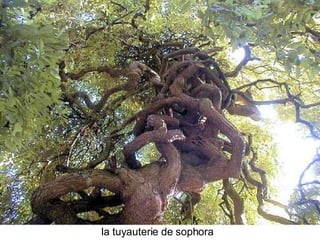 Les Plus Beaux Arbres Du Monde