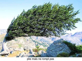 Les Plus Beaux Arbres Du Monde