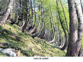 Les Plus Beaux Arbres Du Monde