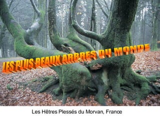 Les Hêtres Plessés du Morvan, France
 