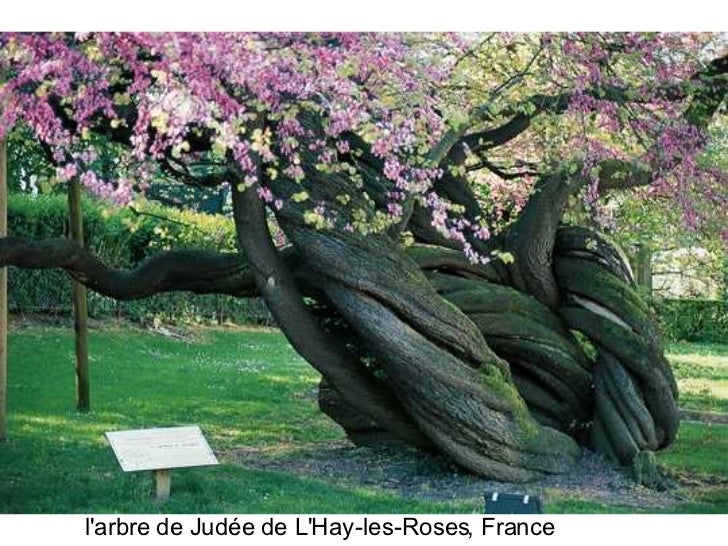 Les Plus Beaux Arbres Du Monde