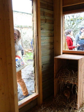 Les poules de picorama