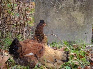 Les poules de picorama