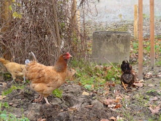 Les poules de picorama