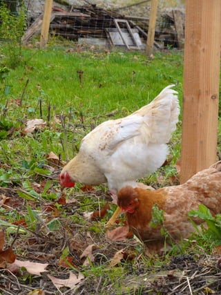 Les poules de picorama