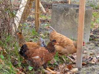 Les poules de picorama