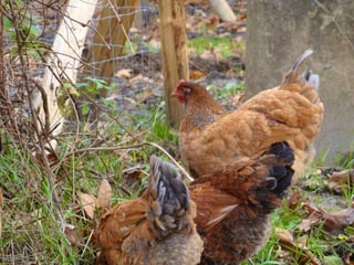 Les poules de picorama