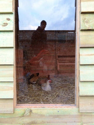 Les poules de picorama