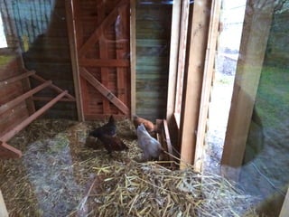 Les poules de picorama