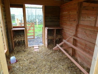 Les poules de picorama