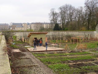 Les poules de picorama