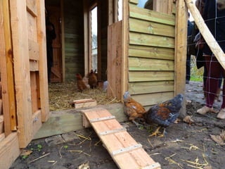 Les poules de picorama